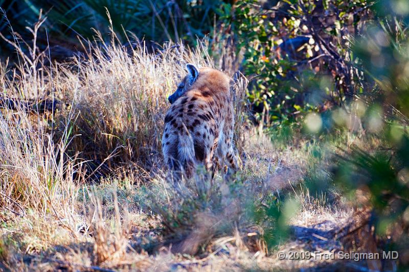 20090613_084924 D300 X1.jpg - The Hyena has been looked at poorly culturally because it has the tendency to scavenge graves